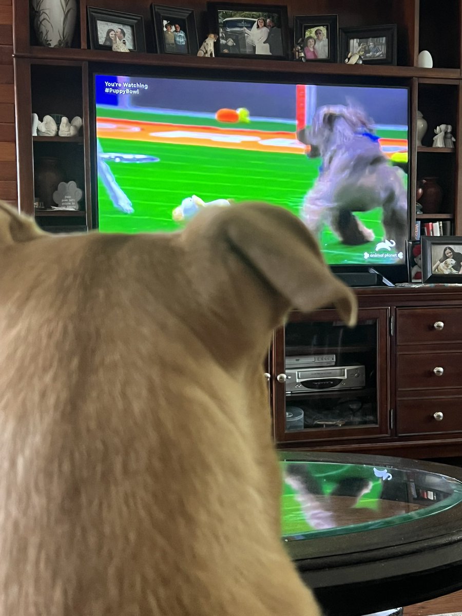 stacy051's tweet photo. #PuppyBowl https://t.co/Bdx9UQCA5r