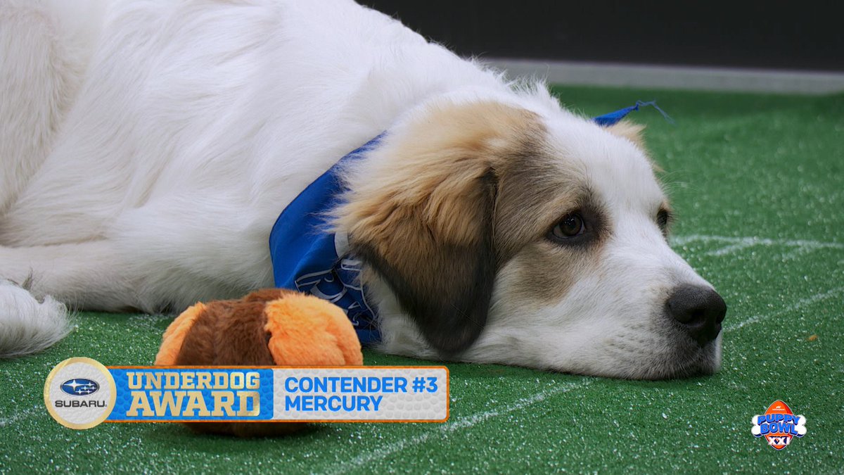 Mercury is feeling laid back, and is the third contender for the Underdog Award! #PuppyBowl