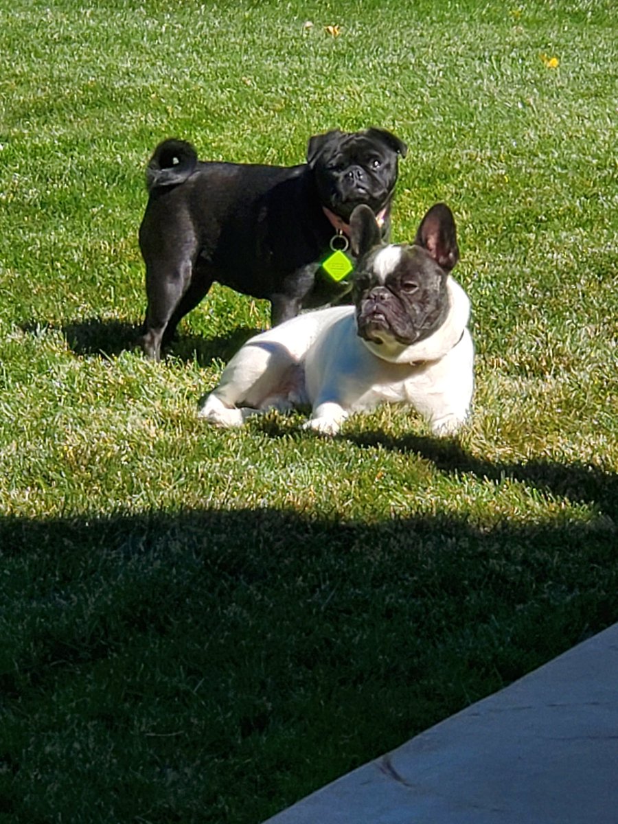 DragonflyLily's tweet photo. @FetchRewards Not my puppers (I  have cats) but ones I love and housesit for.  This is Clementine &amp; Winston
#WatchTheLastAd CVC4R5 https://t.co/PvyTGelVF6