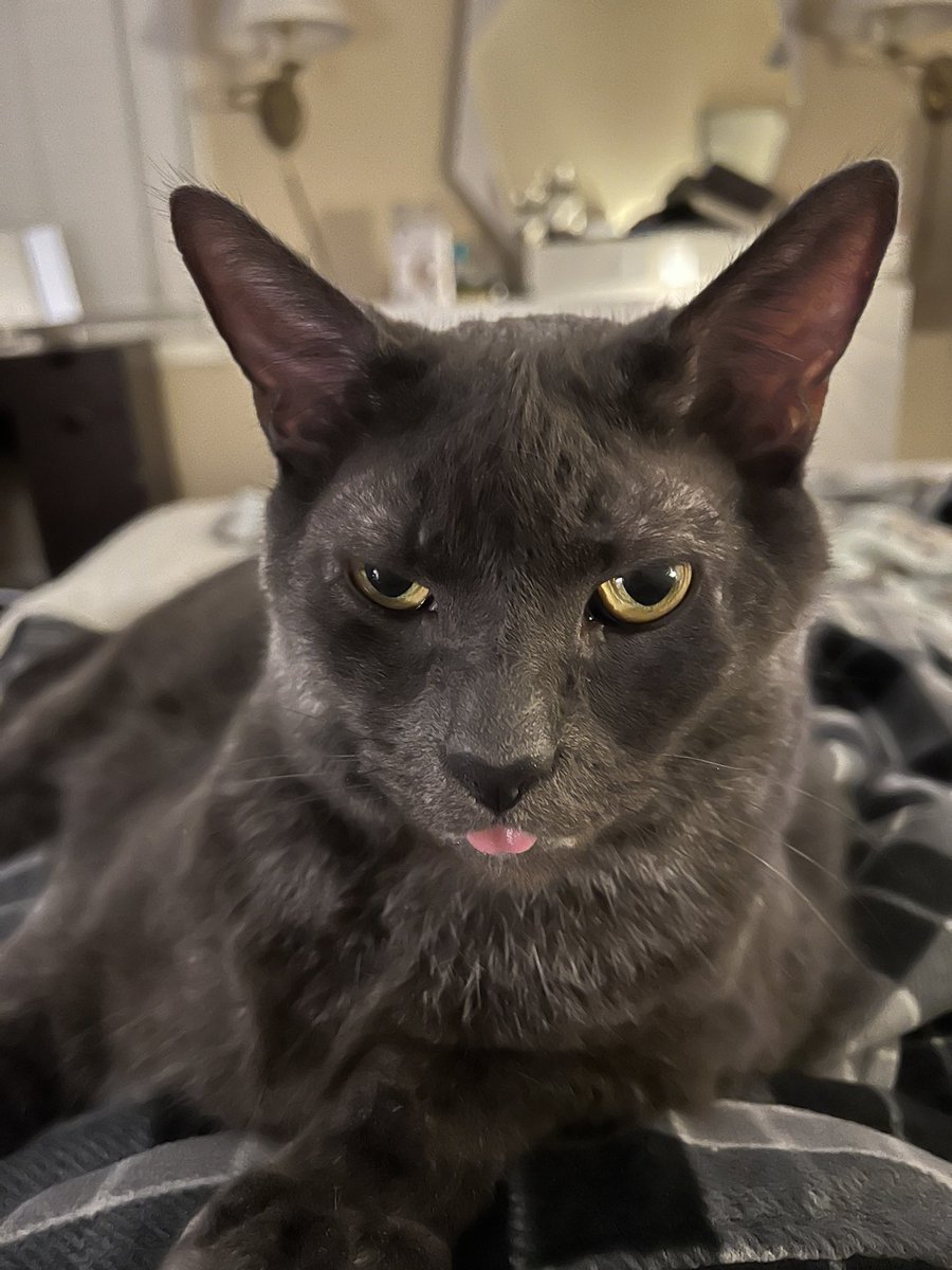 Romeo is the 5th pet I have given a forever home too. It is such a great and heart warming experience. I don’t know how. I absolutely love puppy Beethoven, but I don’t know how Romeo and Beethoven get along.  According to Romeo not so much. #PuppyBowl