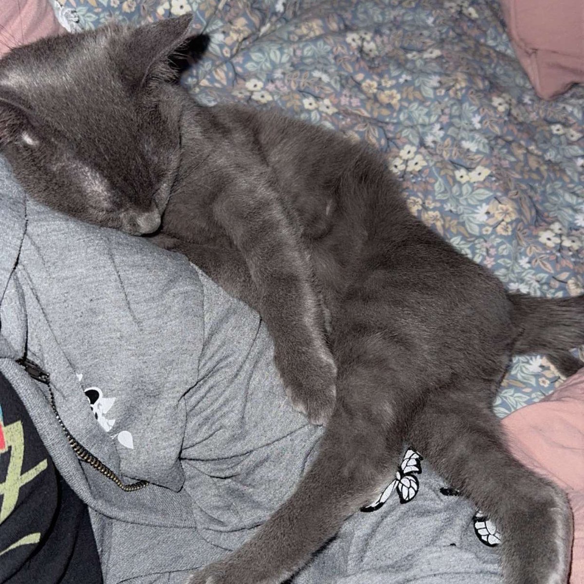 I’ve been a little MIA but here’s why…. meet my new rescue kitty!!! 🐱

His name is Love &amp; he has yet to experience his first fall with me 🎃 he says hello to everyone!