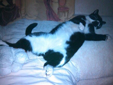 HI #MOGYOGGIES! 😺💖
OUR NEXT #MOGYOG POSE on MON 3 MARCH at 8pm UK time is #JELBEL! 😹🧘

Fur this pose you should be lying on ur back! It is great fur stretching the spine an strengthening the tummy muscles! 😺💕

Here I demo #JELBEL! 😹💖🧘‍♂️

You has just 3 weeks to purractice!