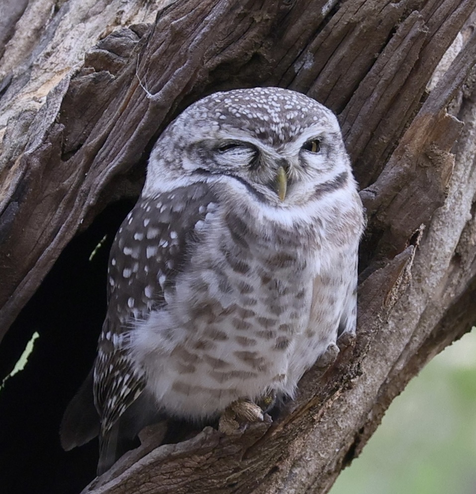 Brund_Robt's tweet photo. Maybe not a #SuperbOwl. Just a good wholesome owl.   
Is he winking 'cause he's in on the joke, or just sleepy? 😉  

Spotted Owlet. Ranthambore National Park, India.   #Owls #birds #wildlife #canonr6 https://t.co/VDZXNzThAJ