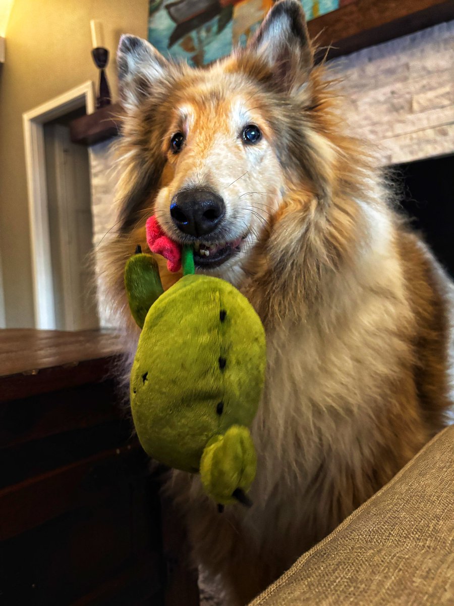 cwpowell's tweet photo. @AnimalPlanet Brazos says Team Foxtrot! https://t.co/6t1OCzdoPd