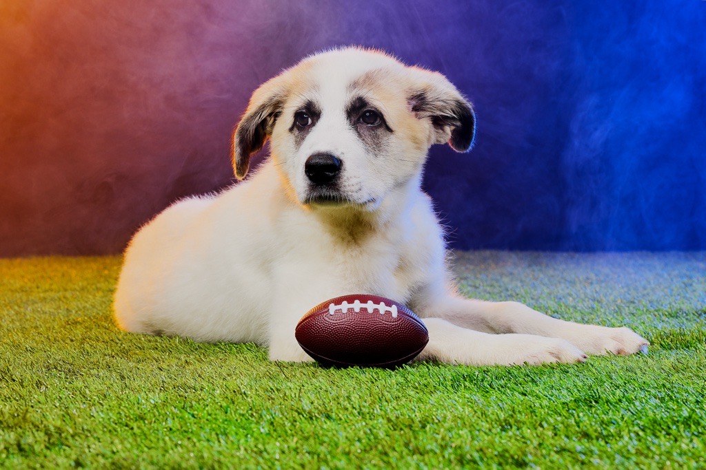 To help more dogs &amp; cats find homes, Best Friends is teaming up with #PuppyBowl!

From February 5-12, @animalplanet is covering adoption fees for pets at Best Friends Lifesaving Centers nationwide. Looking to support even more pets? Donate or #adopt today: bestfriends.org/puppybowl