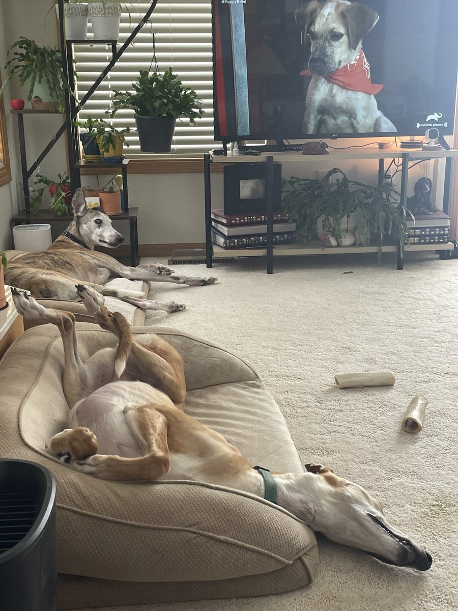 GoTeamWesley's tweet image. Not much action on our end but they did switch positions for during the  @AnimalPlanet #PuppyBowl #puppybowlxxi