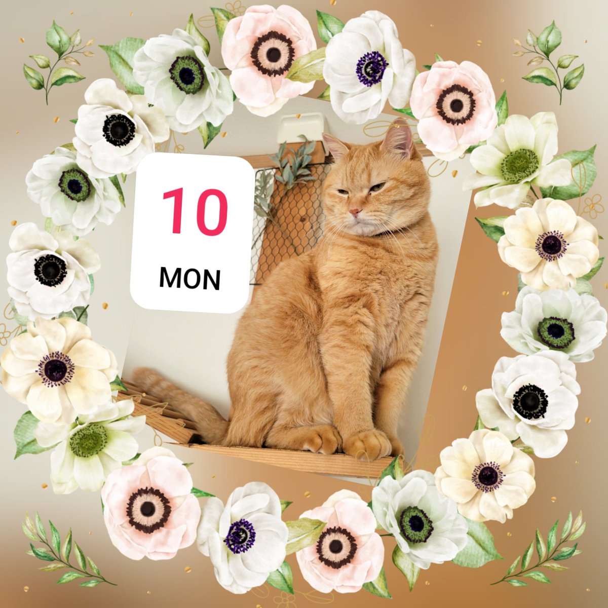 7hacchan7's tweet photo. ファビュラス＆Preciousなフォロワーの皆様😻おはおはにゃん🐾　
今朝も冷え込んでるなぁ💧
今週も宜しくお願いいたします🍀
お仕事頑張りましょうね🪽
お銀様🐱黄昏てますね🤣
もうすぐバレンタインかぁ🍫
いつも良いね👍️や🔂ＲP🔂ありがとうございます🫧🗻🫧 https://t.co/87yazpEM2z