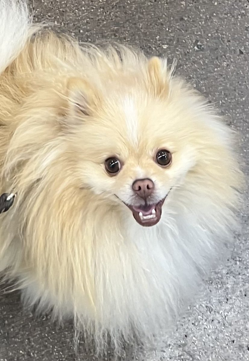 MtnViewJen's tweet image. Teddy is definitely rooting for team fluff and is hoping ALL of the players find loving homes! 

#puppybowlxxi #PuppyBowl #adoptdontshop @AnimalPlanet