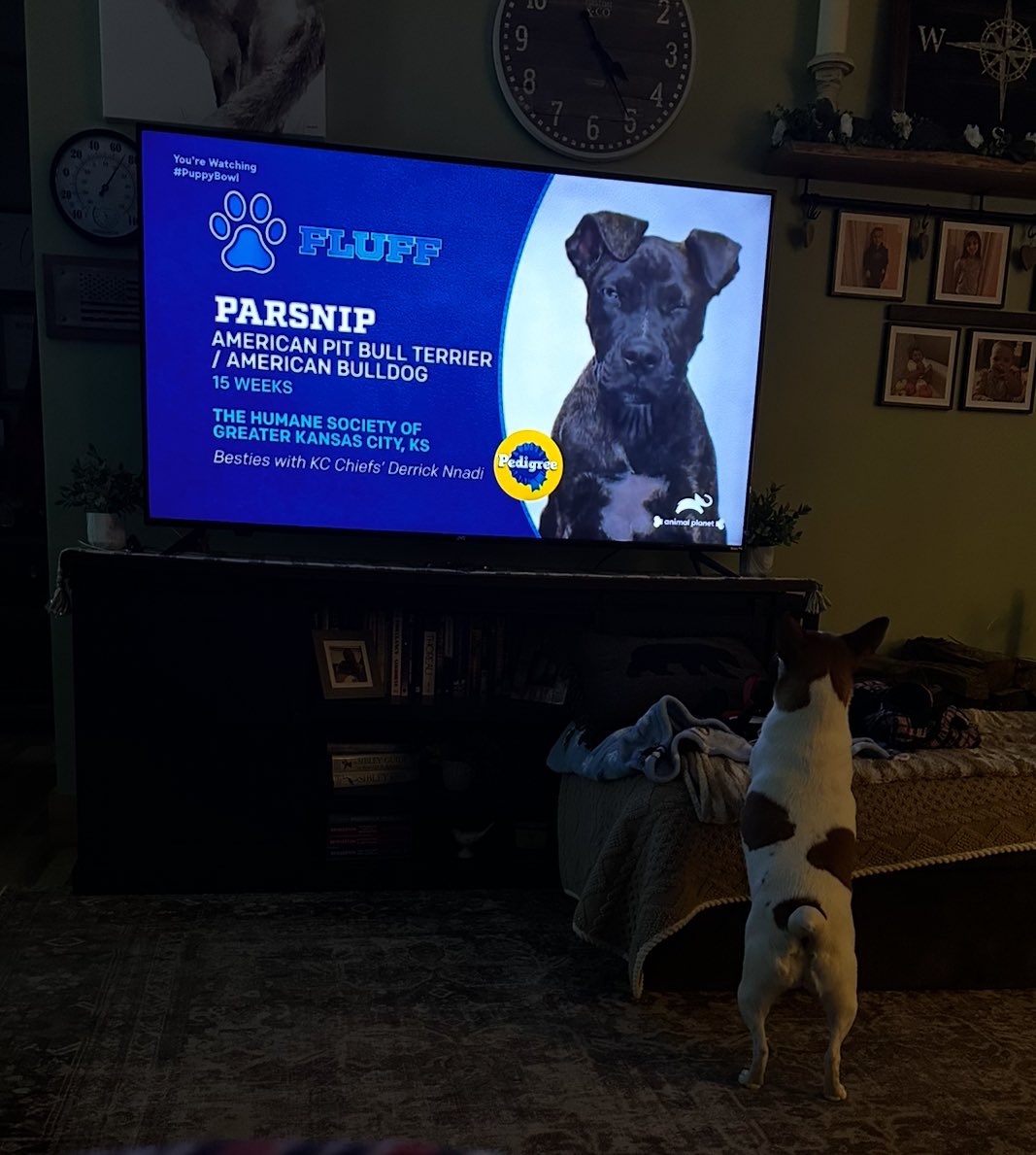 #PuppyBowl