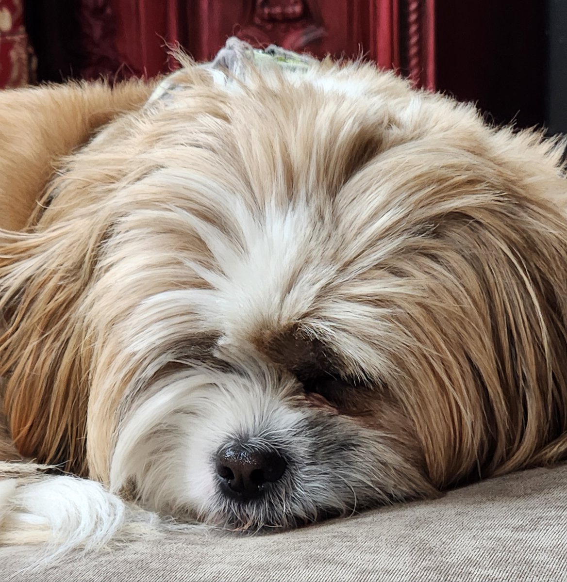 PharmEssence's tweet photo. Help your pup and kitty relax with our CBD tinctures and treats!  Perfect for easing anxiety and keeping your furry friend calm.  Check them out in our store! 🐶🐱#Puppybowl  #CBD #CBG #petCBD https://t.co/vkfRYEtcd7