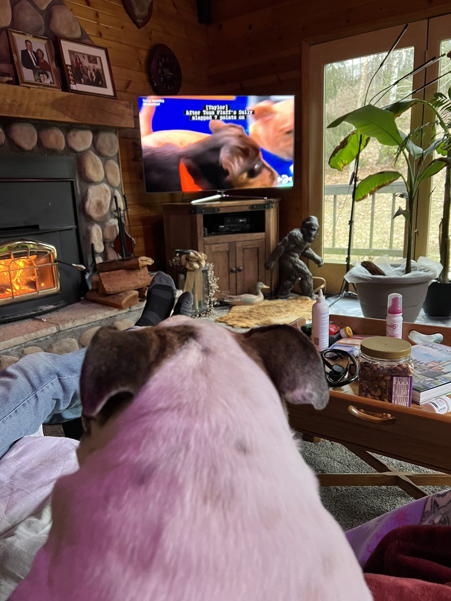 Tobetooktil's tweet photo. #PuppyBowl https://t.co/og1s6anMQQ