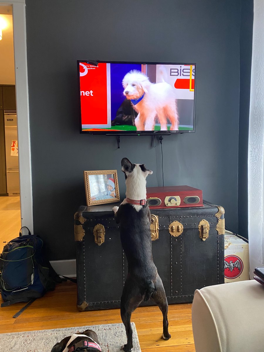 Studying tape. #puppybowlxxi