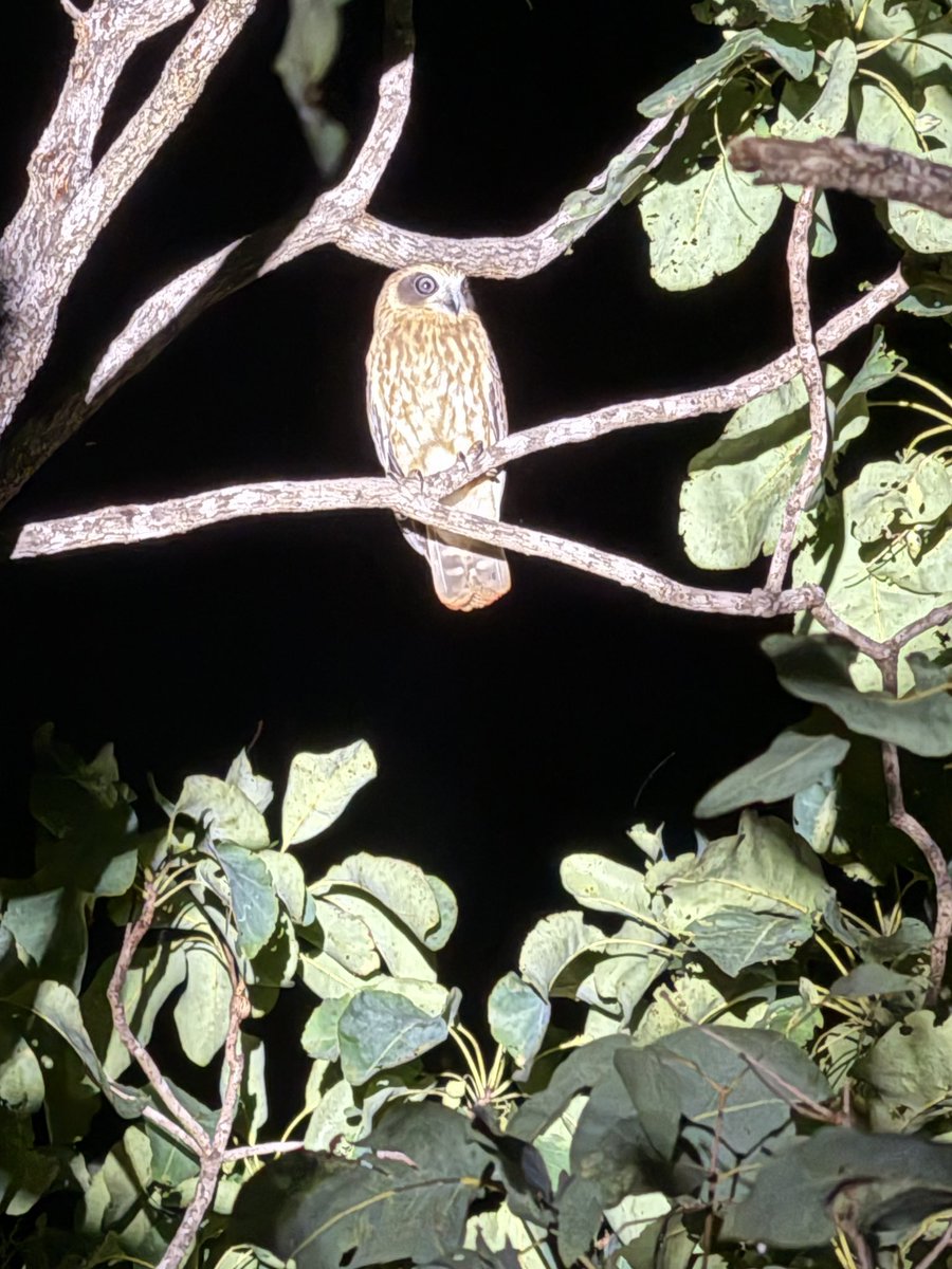 Joining in on the #SuperBowl festivities, we saw this marvellous boobook at Mary River last night on our tropical wildlife biology course.