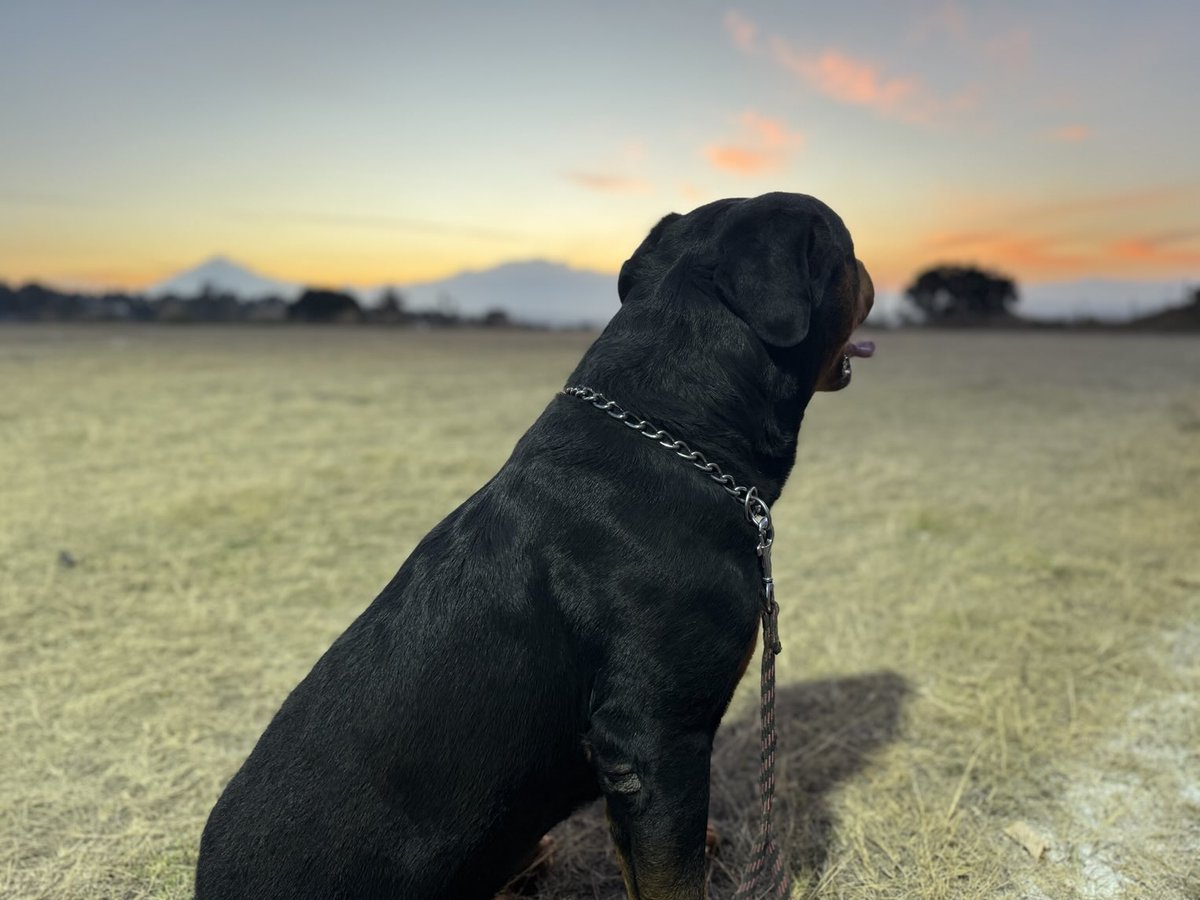 Tardes mágicas, y el Tincuizo meditando. Jajajajaj