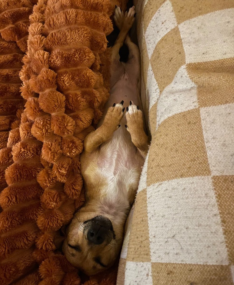 wearezumi's tweet photo. A TINY LEGEND
#vibes #zumi #pets #dogs #jackchi #vetnurse #petcare #app https://t.co/QJXCzUbuIO