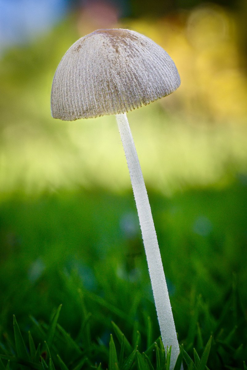Azchen (@azchen30) on Twitter photo Practicing my macro shots and focus stacking on my backyard with some inexpensive gear.
Sony a6000, 16-50mm kit lens with Meike extension tubes.
7 shot stack blended in @affinitybyserif and edited in <a href="/Lightroom/">Adobe Lightroom</a> on iPad.
640 ISO
f9 Aperture
1/200 Shutter Speed Practicing my macro shots and focus stacking on my backyard with some inexpensive gear.
Sony a6000, 16-50mm kit lens with Meike extension tubes.
7 shot stack blended in @affinitybyserif and edited in <a href="/Lightroom/">Adobe Lightroom</a> on iPad.
640 ISO
f9 Aperture
1/200 Shutter Speed