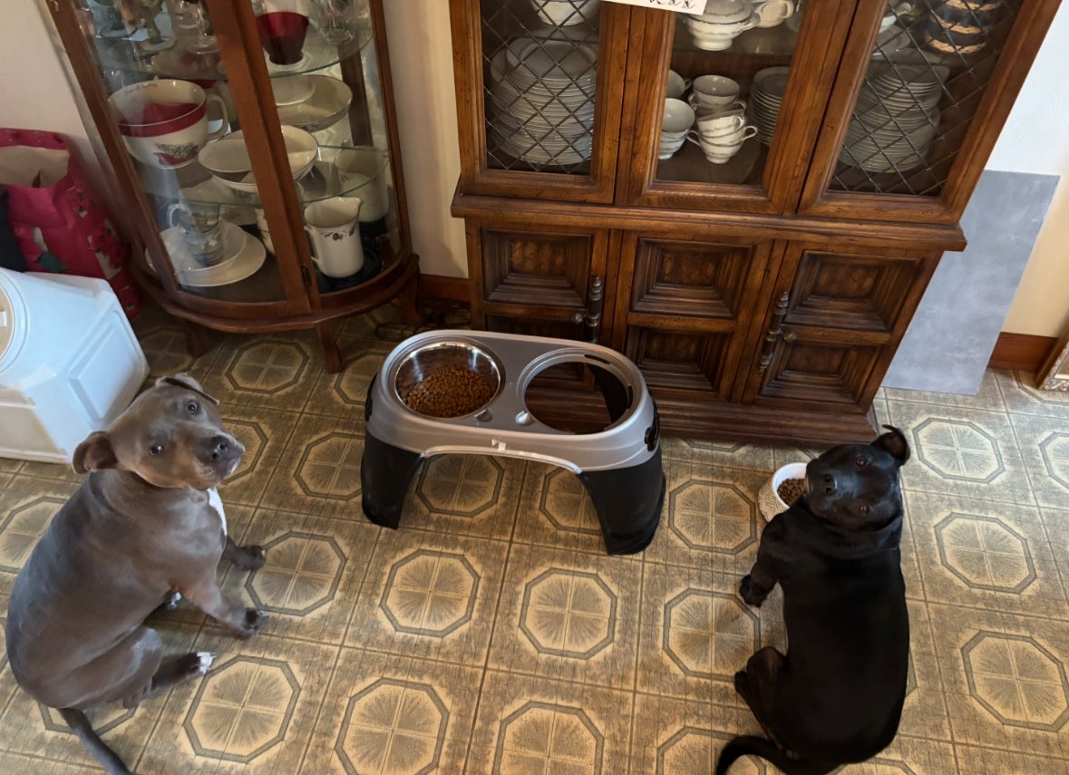 MophiaLVR's tweet photo. Sitting and waiting to be given the OK for dinner...π€© #BestBehaved https://t.co/4SyDW89vGf
