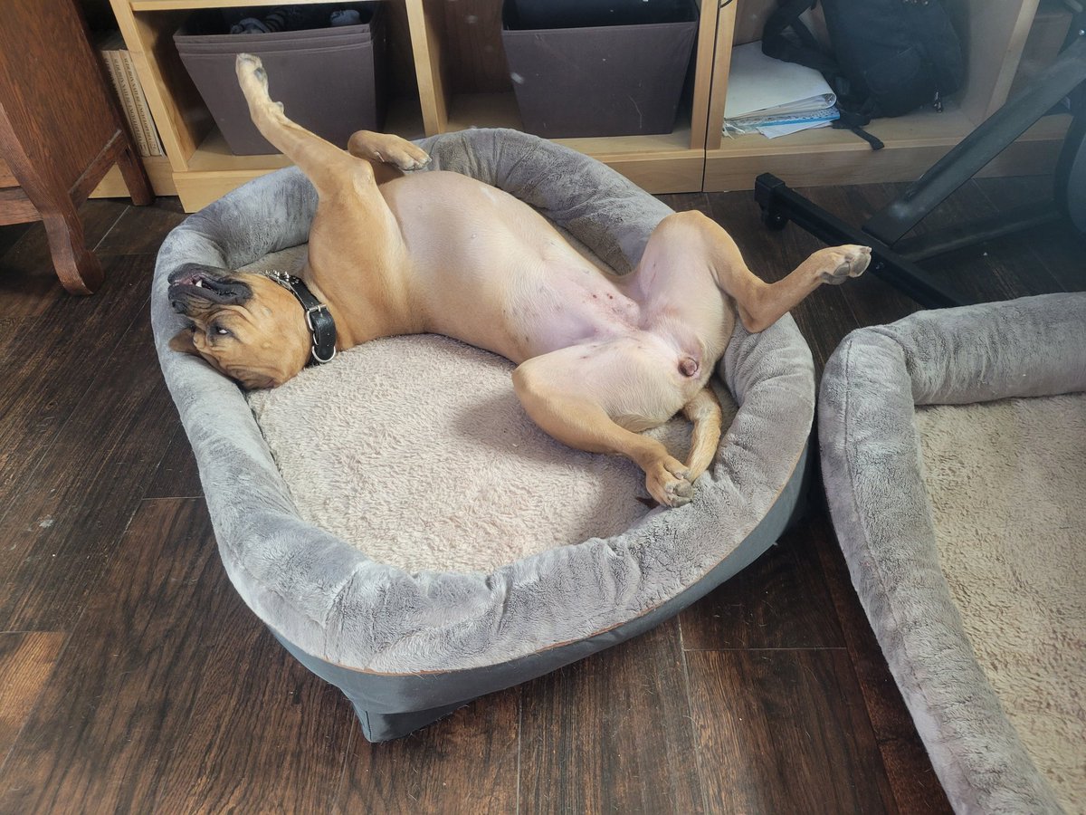 ErrynneA's tweet photo. @YasMohammedxx The dog my husband wanted vs the go's he got https://t.co/G3NtcpNK3S