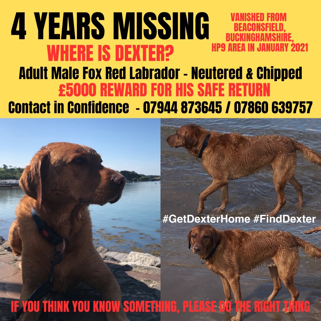 WittmanHelga's tweet image. #STOLENDOGHOUR  -  Feb 9th

M I S S I N G   D O G
#missingdog
#getDexterHome 
please retweet 
       👇 👇