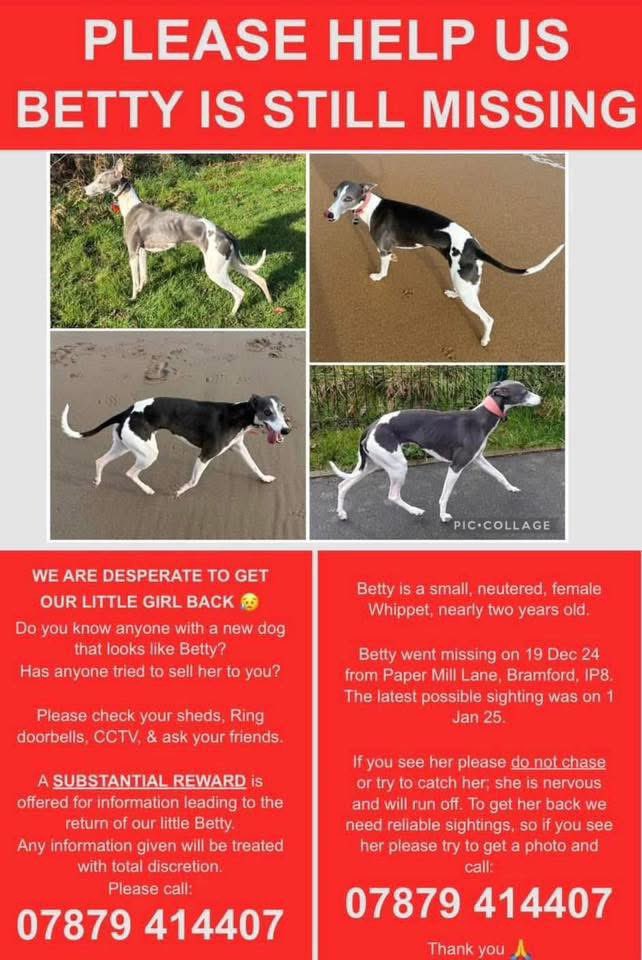 rosiedoc666's tweet photo. #StolenDogHour
BETTY IS STILL MISSING SINCE 19/12/24
Paper Mill Lane, #Bramford #IP8
(POSS SIGHTINGS 1/1/25)
She was visiting relatives
SMALL NEUTERED FEMALE #Whippet (nearly 2 yrs old)
https://t.co/rBZGTfGxGX
@BramfordFc @BramfordGolf @BramfordHistory LOCALS PLS RT TY https://t.co/2V3XUv0ot2