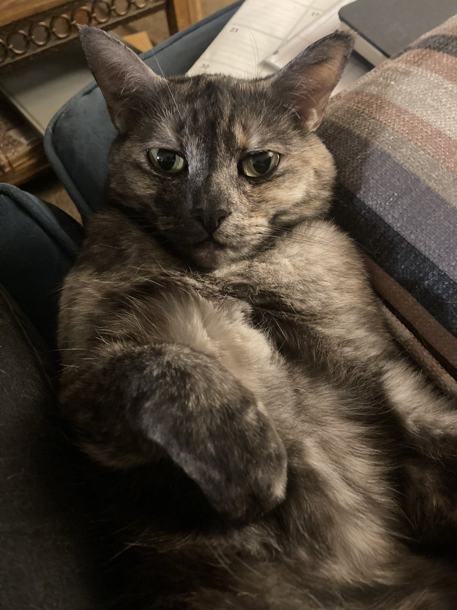 Have a Jackie. She may not be a run of the mill superb owl, but owls are basically sky cats so for all intents and purposes she’s a land owl. 🤷‍♂️