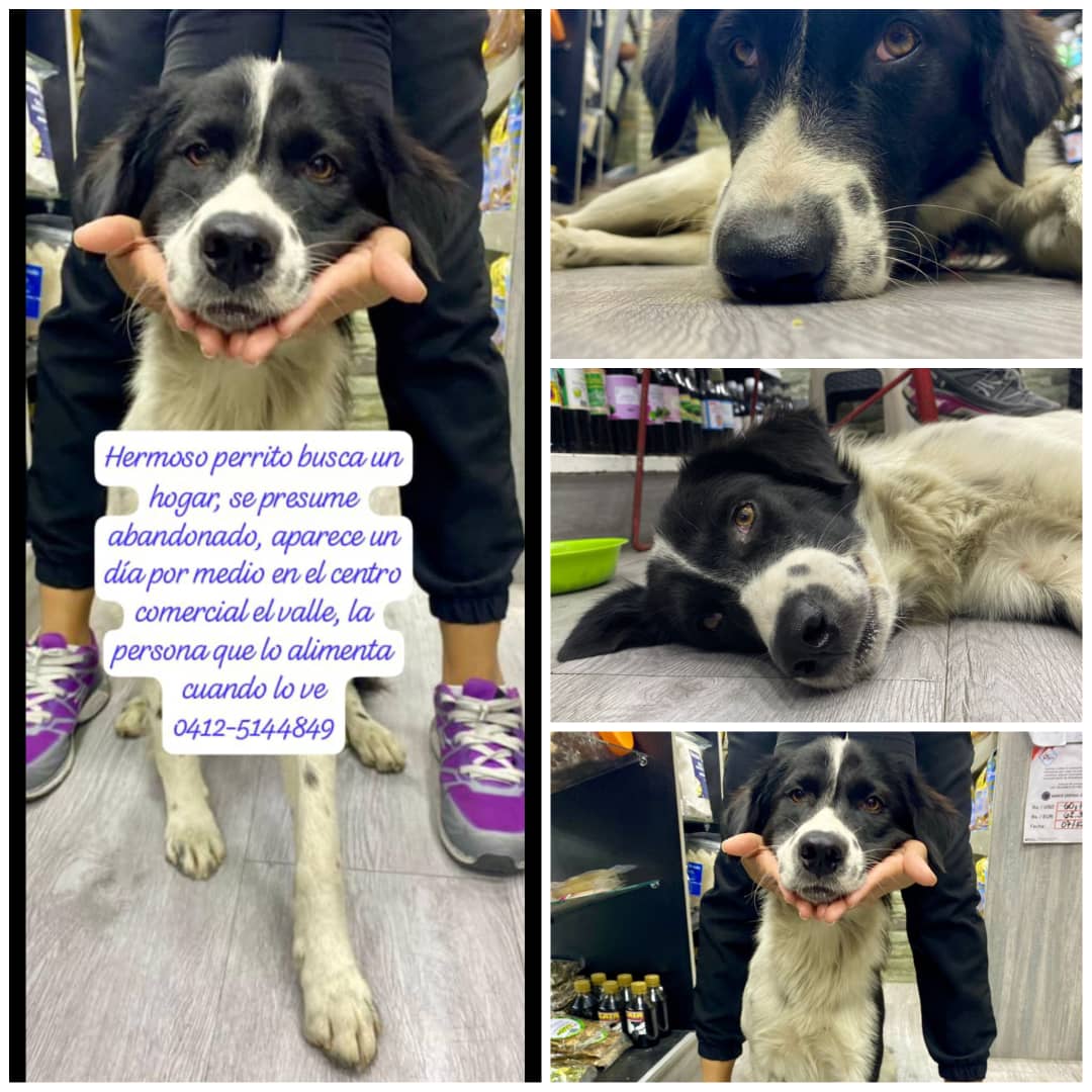 infinitoanimal2's tweet image. 🆘🐾🚨 URGENTE POR FAVOR DIFUNDIR HERMOSO LE BUSCAN FAMILIA RESPONSABLE Y AMOROSA DIFUNDIR RT @PerroUsuario @NuriTrejo @Mary_Jar