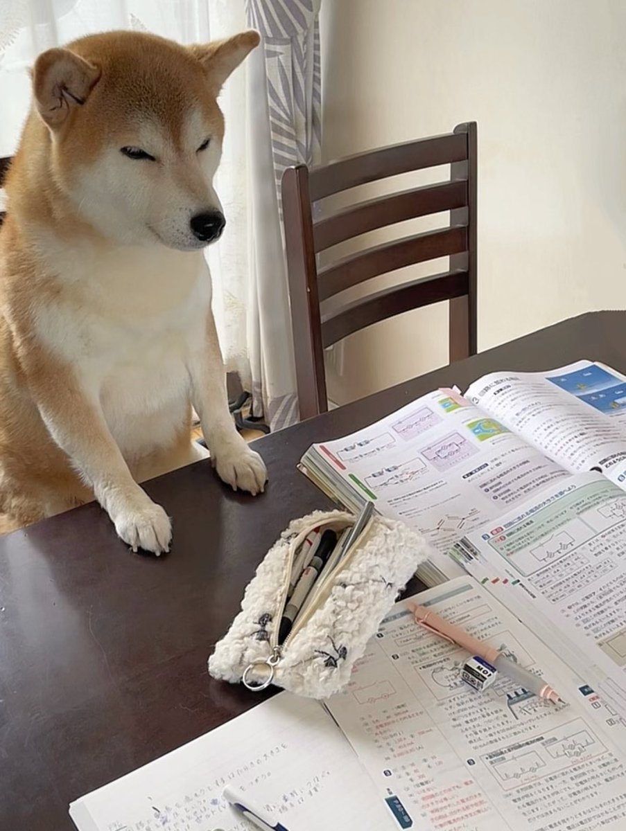 テスト勉強を監視する犬の貫禄がすごい…