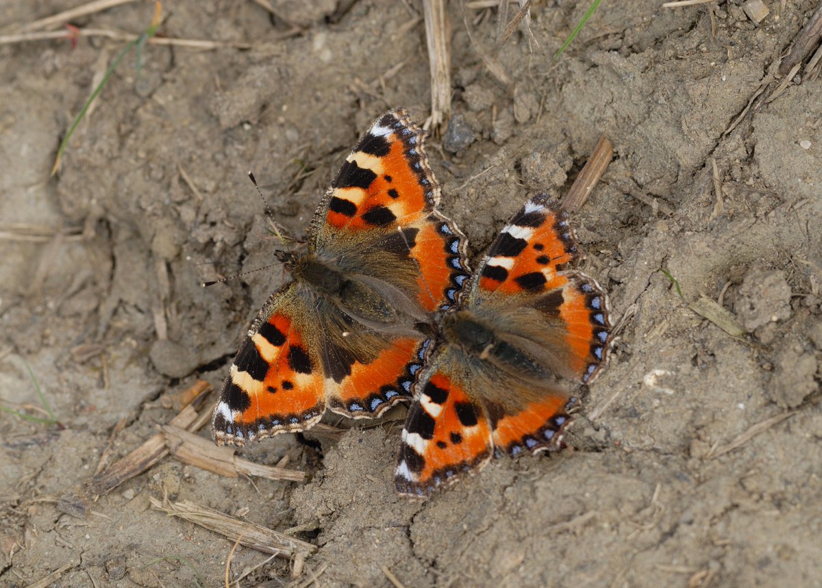 UKBMS Live Data tweet media