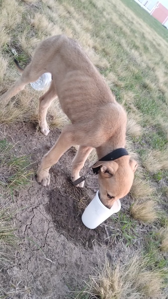 Está bola de amor y pulgas --&gt; Necesita una familia.
Ayudame a conseguirle

Ya está por Rojas PBA, y seguimos directo al conurbano oeste.
Pedila y mañana te la llevo!