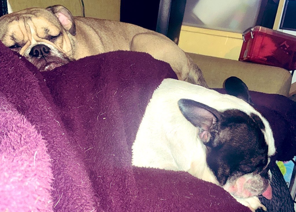 collectibulldog's tweet image. Hey gang 

@MoishesMom is a special friend to #collectibulldogs our url stayed live on X when we got suspended thanks to Wynne and her #Guestposts on the website were always free and bought us views and rankings for different keywords! Please repost her pinned 100 looks better 30