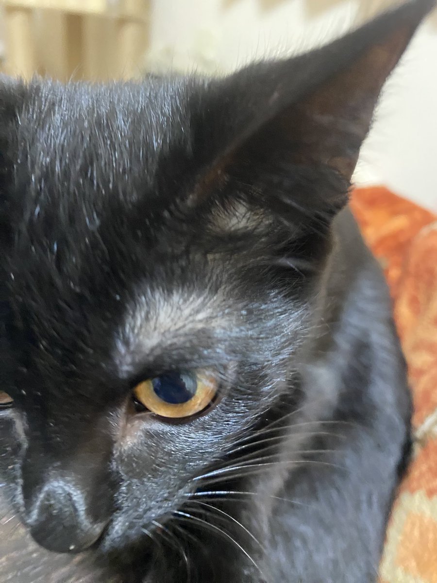 今日は遊べないんだよ🥲明日いっぱい遊ぶからね😿寒い！雪めんどくさい！行ってきます！！！