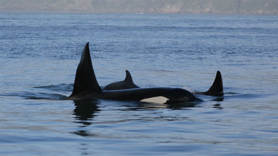 Orca incidents prompt plea.

Orca pod sightings in two Waikato harbours have prompted our staff to remind boaties, kayakers and jet-skiers about the rules for interactions with marine mammals.

Read more: bit.ly/42Q4qAy