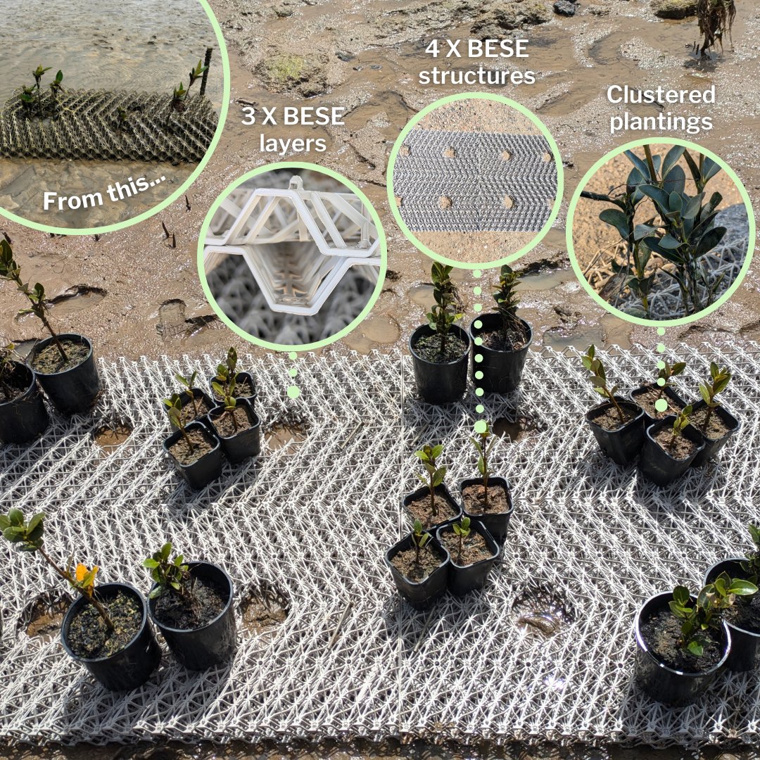 Scaling up for more resilient coastal restoration 💪 After some interesting field observations, our #RegenOurCoasts team is piloting larger plots, more biodegradable layers and denser plantings for more robust, weather-resilient revegetation efforts! 🌱