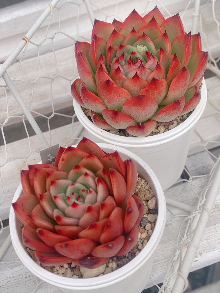 希少✨ラルム✕イロハ✨✨beehouse苗✨❤️ 希少✨ラルム✕イロハ✨✨beehouse苗✨❤️ 希少✨ラルム✕イロハ