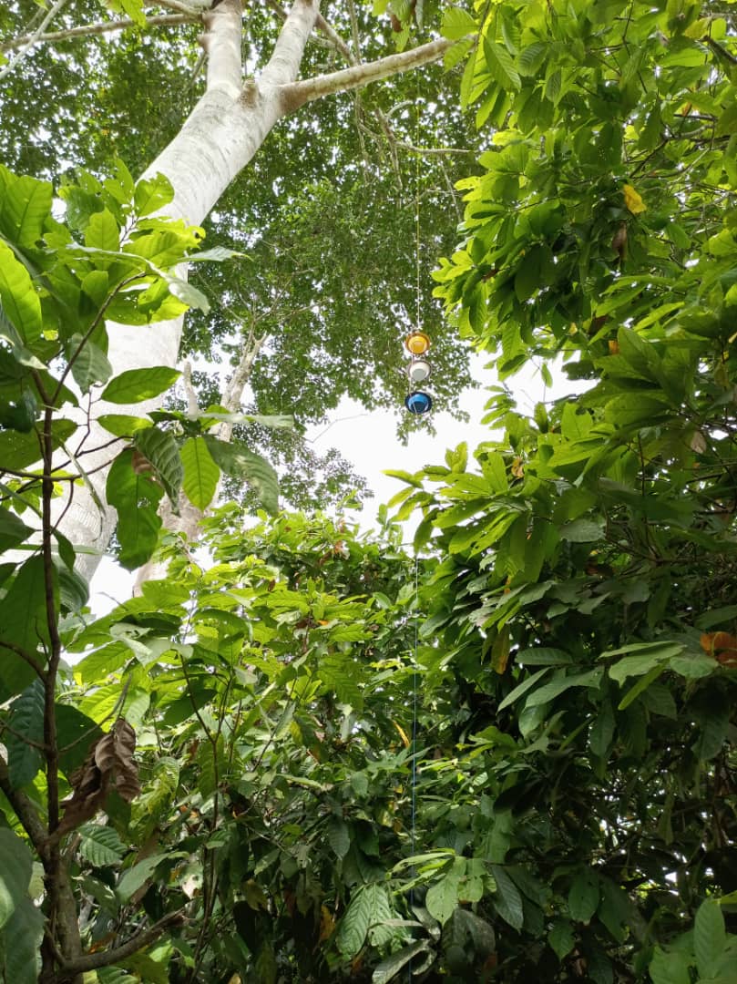 Richard G. Boakye (@gyamfi761) on Twitter photo 📡 We tested aerial vs. ground pan traps for collecting insects. 🔹 Ground traps caught 61% of all insects, especially flies. 🧐 Trap type matters when studying pollinators! #Science #Research <a href="/Irish_Research/">IrishResearchCouncil</a> <a href="/EvaCraneTrust/">Eva Crane Trust</a> #CocoaFarming 🌍🐝 📡 We tested aerial vs. ground pan traps for collecting insects. 🔹 Ground traps caught 61% of all insects, especially flies. 🧐 Trap type matters when studying pollinators! #Science #Research <a href="/Irish_Research/">IrishResearchCouncil</a> <a href="/EvaCraneTrust/">Eva Crane Trust</a> #CocoaFarming 🌍🐝