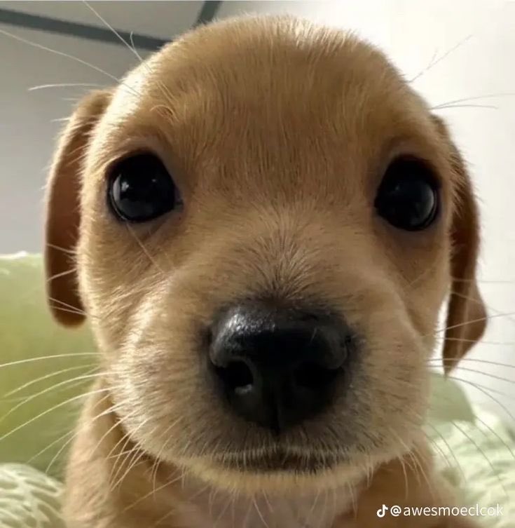 MieruNamazu's tweet photo. He kinda looks like this dog if you think about it https://t.co/7b9ScgGdwV