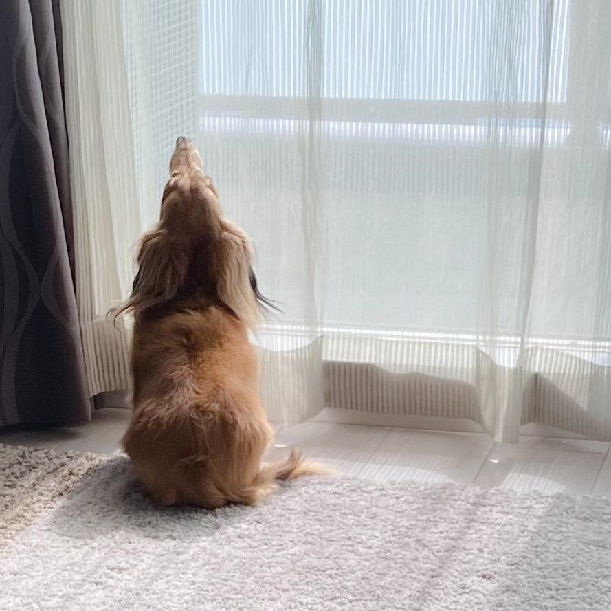 皆様🐶💕✨
おはようございます☀️😆✨

週末は凍える🥶寒さでしたが❄️❄️❄️
雪は大丈夫でしたでしょうか💦

あまり雪が積もらないこちら(愛知)も
土曜日の朝は❄️雪景色でした😱💦

今日は朝から良い天気☀️✨🧺🥹

今週もご安全に🐶頑張りましょう🏃‍♂️💕✨

#ダックス　#日向ぼっこ