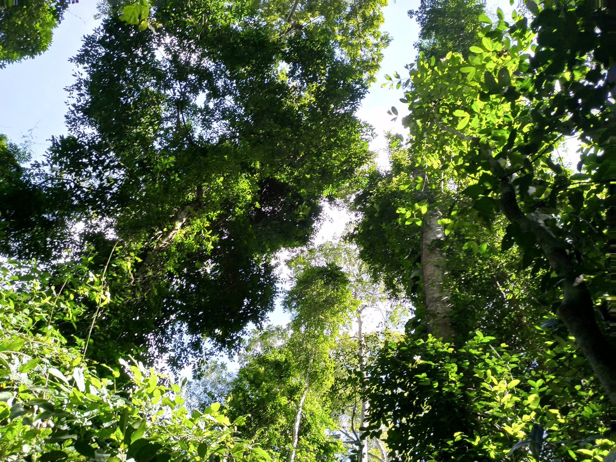 Richard G. Boakye (@gyamfi761) on Twitter photo New Research Alert!
How does deforestation for cocoa farming impact pollinators? Our latest study in #Ghana reveals fascinating insights into how #flower-visiting insects respond to forest loss. 🌍🐝🌿Read more: doi.org/10.1007/s10980…
<a href="/DaraStanley/">Dara Stanley</a> @BlanaidWhiteDCU <a href="/UCDLibrary/">UCD Library</a> New Research Alert!
How does deforestation for cocoa farming impact pollinators? Our latest study in #Ghana reveals fascinating insights into how #flower-visiting insects respond to forest loss. 🌍🐝🌿Read more: doi.org/10.1007/s10980…
<a href="/DaraStanley/">Dara Stanley</a> @BlanaidWhiteDCU <a href="/UCDLibrary/">UCD Library</a>