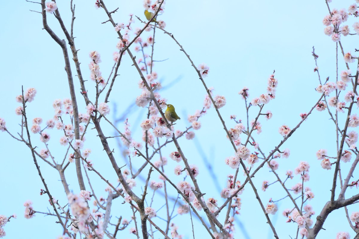 kanko_ibaraki's tweet photo. 💮第129回 ＃水戸の梅まつり💮

季節やわらぎ、水戸の ＃梅 の花が、＃春 の訪れを告げます🌸
期間中は梅酒まつりや ＃納豆 早食い大会等、イベントもたくさん🎉
茨城へ #花 の旅に出かけませんか🌸

期間
2/11（火）～3/20（木）

場所
#偕楽園 ・ #弘道館

詳細
https://t.co/L4tojQrtTm

#花絶景 https://t.co/mzspwStwrI