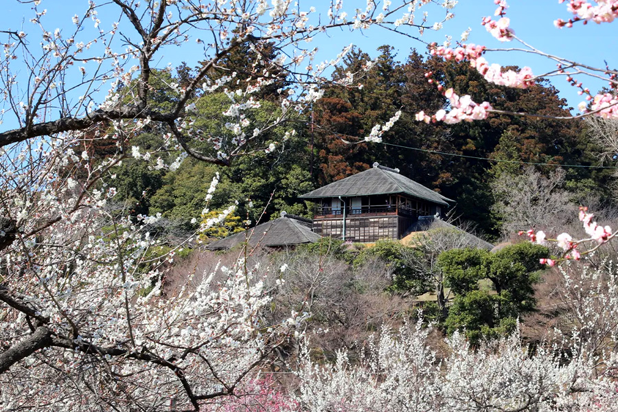 kanko_ibaraki's tweet photo. 💮第129回 ＃水戸の梅まつり💮

季節やわらぎ、水戸の ＃梅 の花が、＃春 の訪れを告げます🌸
期間中は梅酒まつりや ＃納豆 早食い大会等、イベントもたくさん🎉
茨城へ #花 の旅に出かけませんか🌸

期間
2/11（火）～3/20（木）

場所
#偕楽園 ・ #弘道館

詳細
https://t.co/L4tojQrtTm

#花絶景 https://t.co/mzspwStwrI