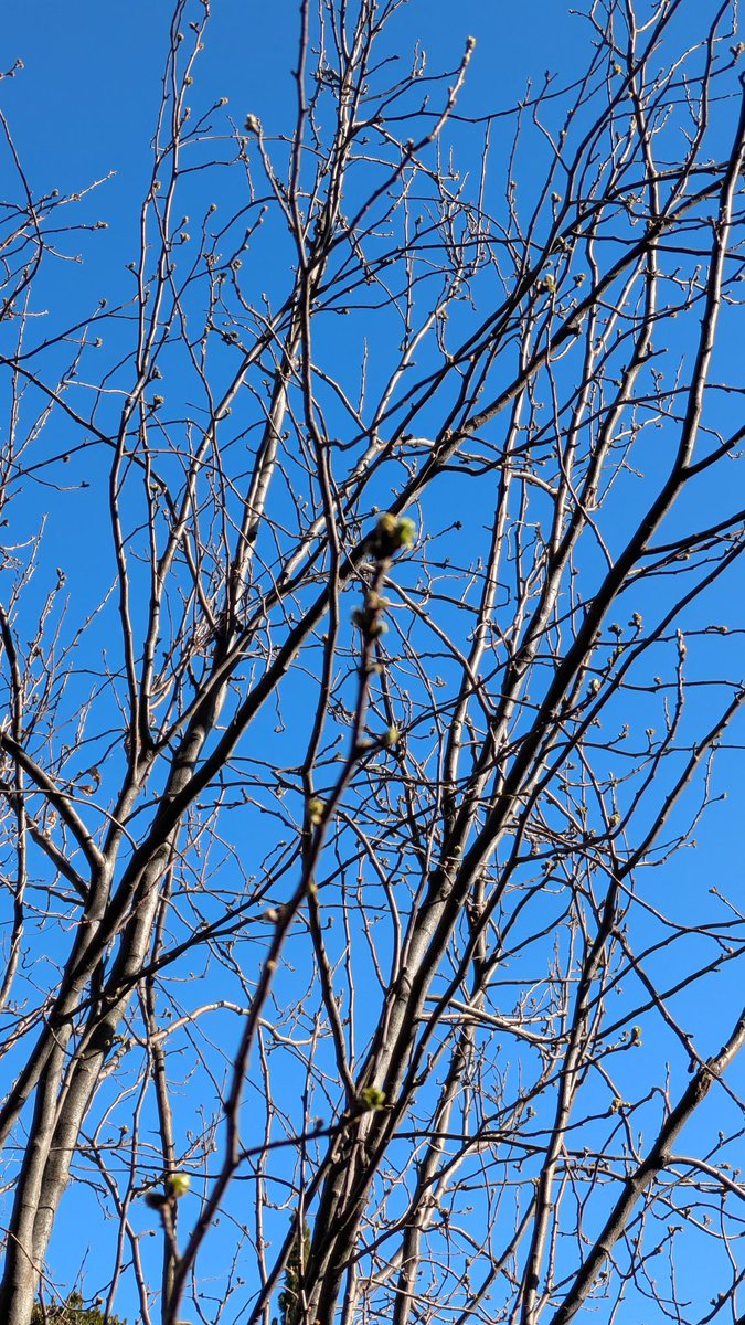 おはようございます
川崎市は晴れ
今朝早起きしたので
あるインスタライブに参加
「もう春がやってきてるから、みんなも探してね〜」と話をされてました
裏のかりんの木を見たら、若芽がたくさん😳
春見つけた✨💞
本日もよろしくお願いします
#企業公式相互フォロー
#腸活
#腸もみ
#冷え改善
