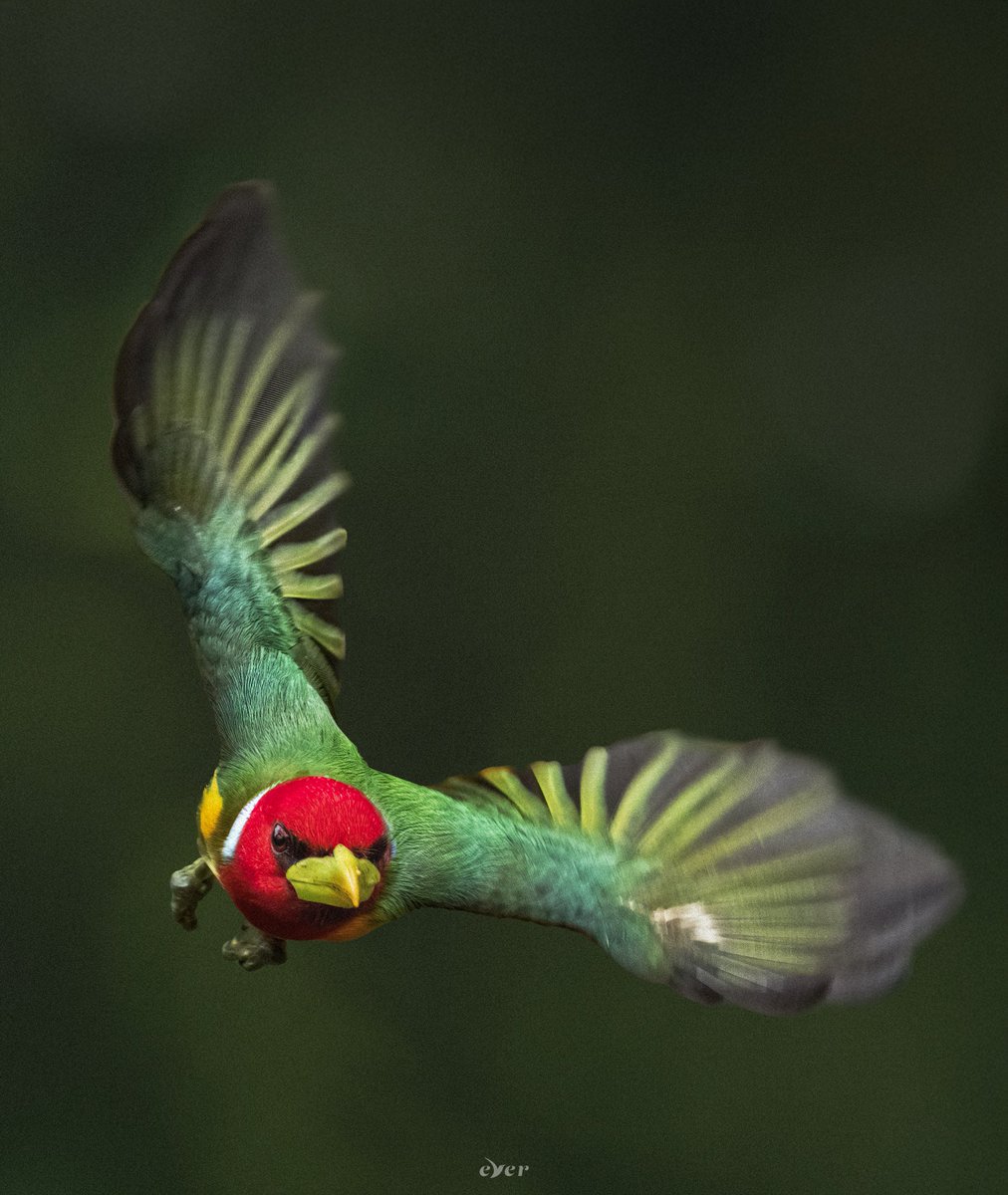 fajadardo's tweet image. Torito cabecirrojo - Eubucco bourcierii ❤️

#AvesDeColombia