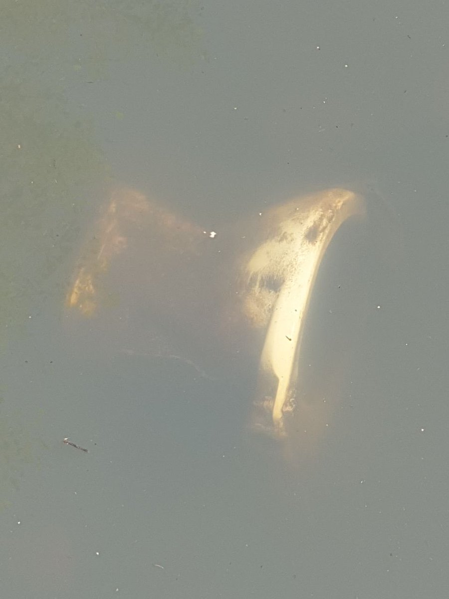 Zaki Zainudin tweet media