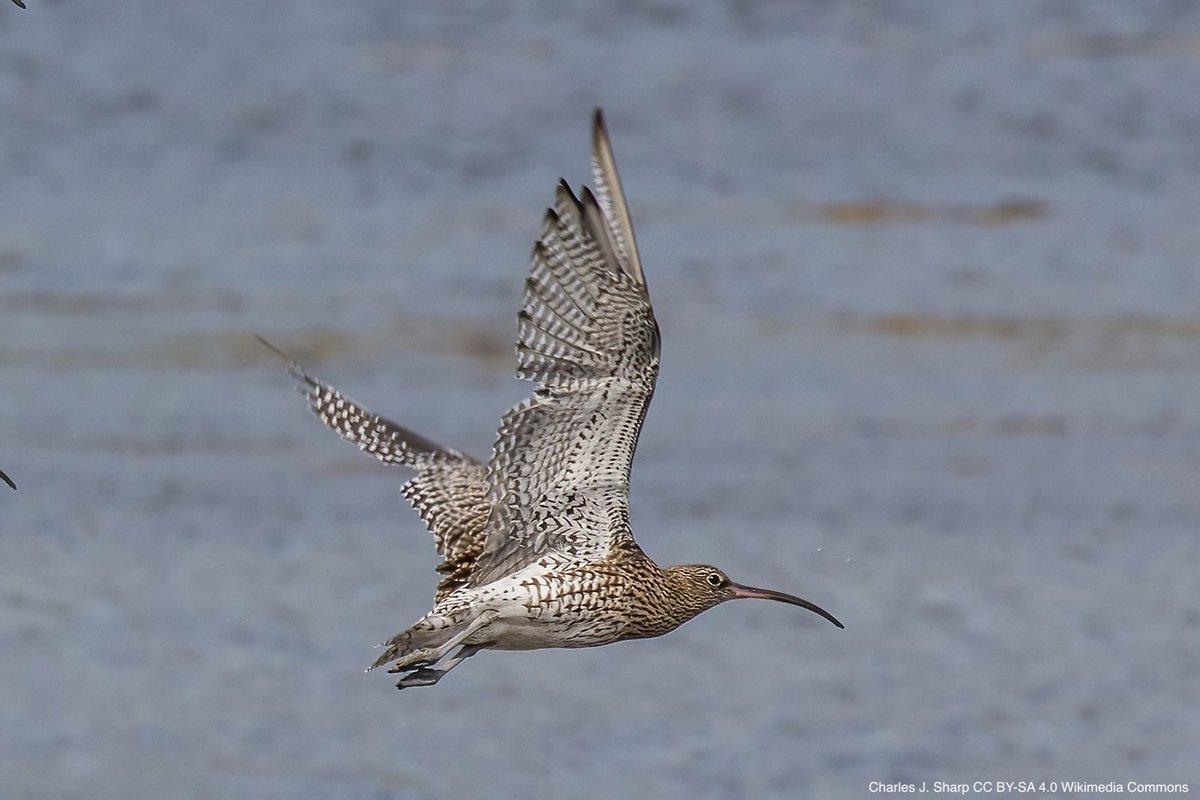 An integrative framework to combine migratory connectivity and demographic data | doi.org/10.1111/2041-2… | Methods in Ecology and Evolution | #ornithology