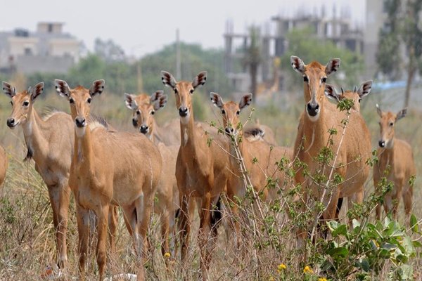 कूनो में विदेश से बाघ लाए भाजपा वालों ने महीनों तक जश्न मनाया ,जीव प्रेमी होने का ढोंग रचाया

हरियाणा की सरकार भारत के ही जीवों को मारने की खुली छूट दे रही हे

पक्ष , विपक्ष , मीडिया ,जीव प्रेमी ,सामाजिक संगठन सब खामोश??
<a href="/arvindchotia/">Arvind Chotia</a> <a href="/8PMnoCM/">राजस्थानी ट्वीट</a>
<a href="/cmohry/">CMO Haryana</a>
#नीलगाय_बचाओ