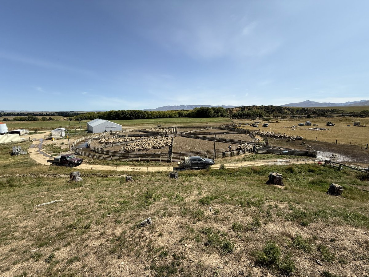 South Island of New Zealand showing all her glory! the Maniototo never disappoints