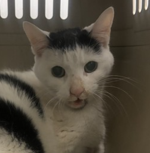 One more tweet for this sweet doll
Oldie "Jeleah" &amp; needs help from us all!
She may die on 02/10 because she's sick
so please have mercy &amp; make her your pick!
Pledges too may give her a chance
to live &amp; love &amp; her life enhance!
LAST CALL! 🙏
nycacc.app/browse/219145 #nycacc