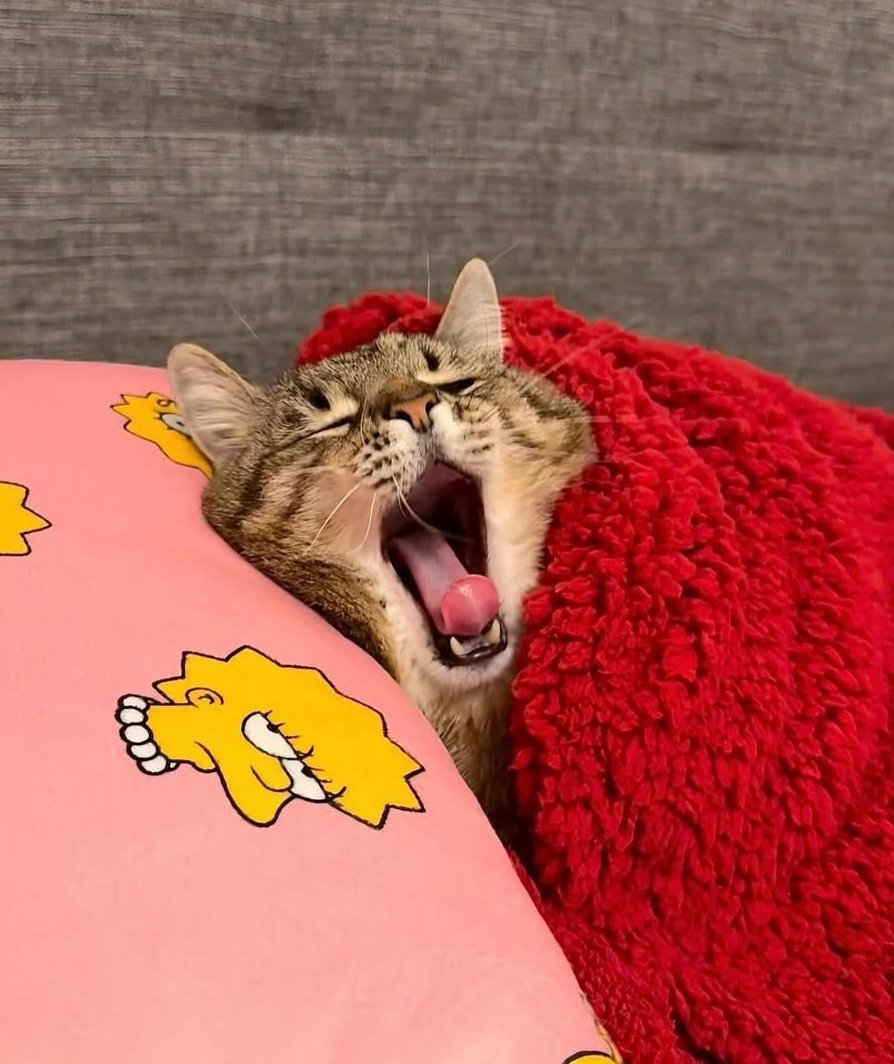 "vc tem que ser mais sociável"

eu em qualquer oportunidade de ficar em casa: