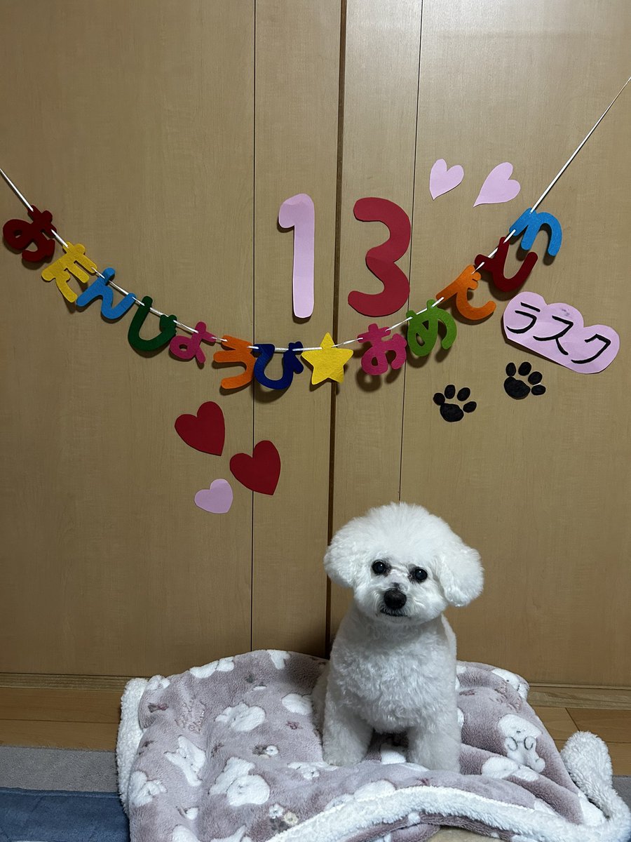 orasukusan's tweet photo. ラスク13歳誕生日おめでとう🎂これからも元気に毎日楽しく過ごそうね☺️
チョコは残念ながら食べれないけど🙄笑 あ、👶無事出産しました🫶 👶との対面🐶は興味なしのｸﾝｸﾝだけで終わりました🤣
両手首死んで腱鞘炎っぽいし身体のあちこちバキバキで高齢出産大変だね🤦‍♀️笑 https://t.co/35f2WPw6of