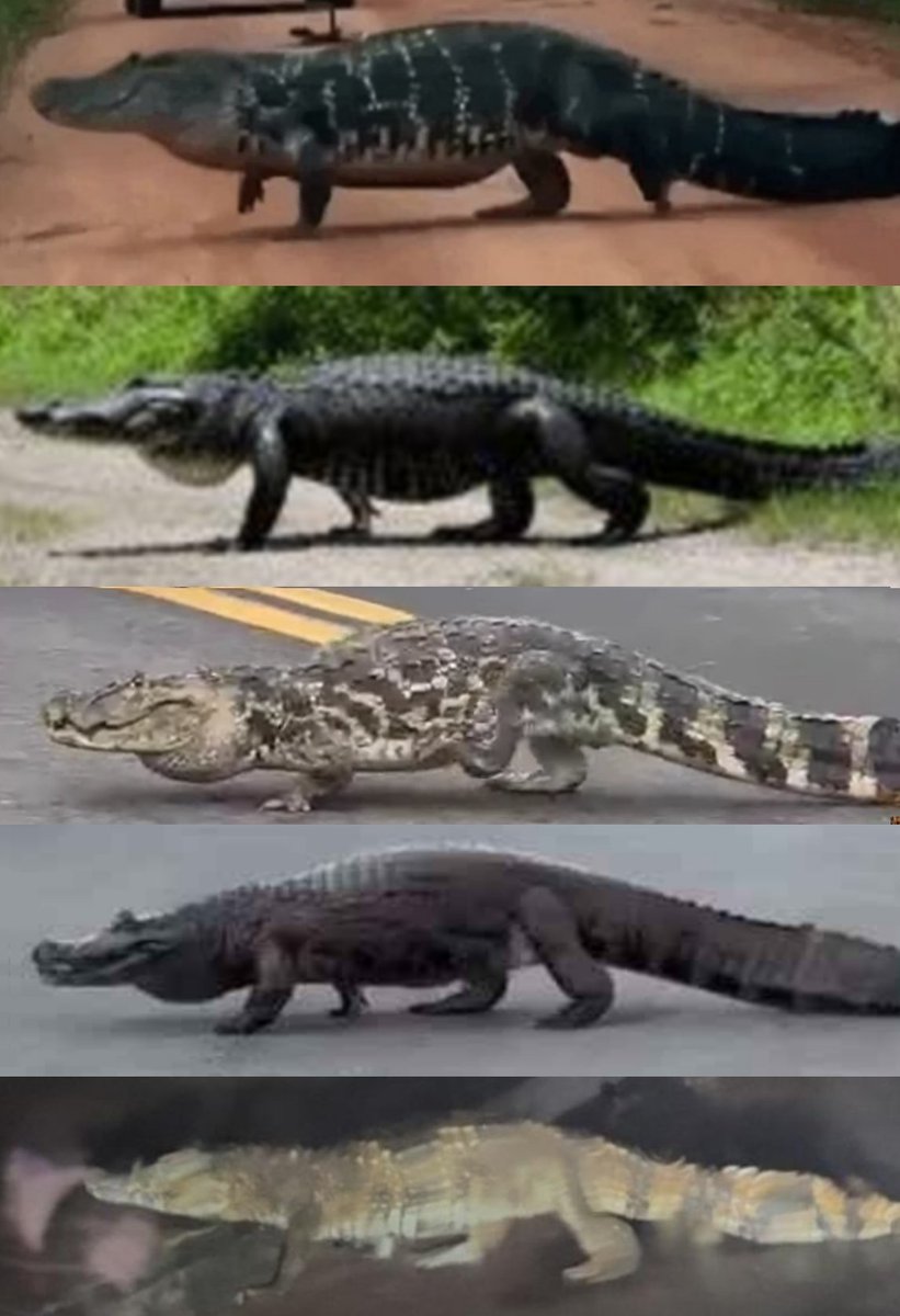 necrowow2's tweet image. some alligatorids highwalking because yes 👍👍👍👍